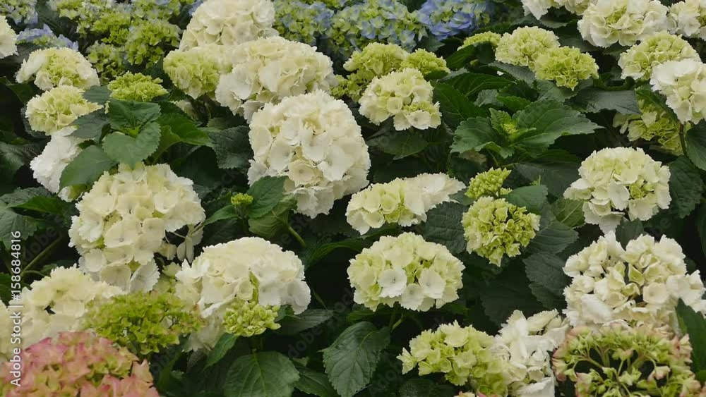 Hydrangeas flowers in the garden.