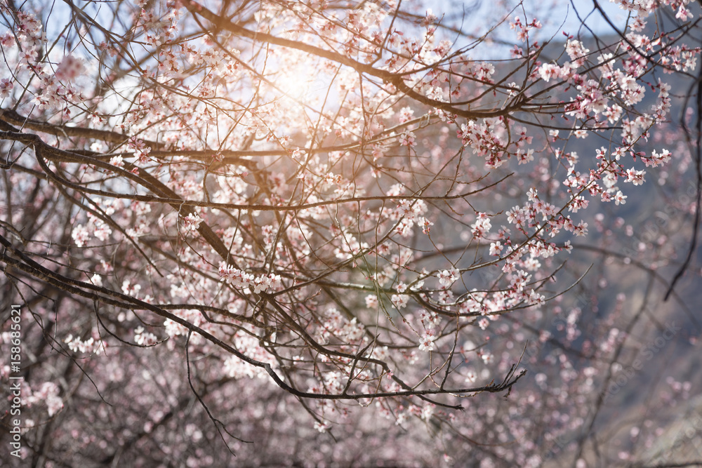 Obraz premium Beautiful peach forest