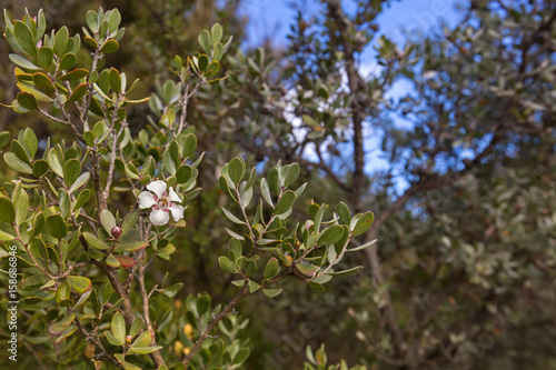 White flower of Woolly tea-tree blossoming during Autumn in Tasmania, Australia photo