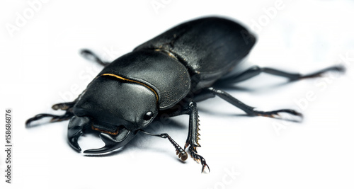 Young stag beetle © stockfotocz