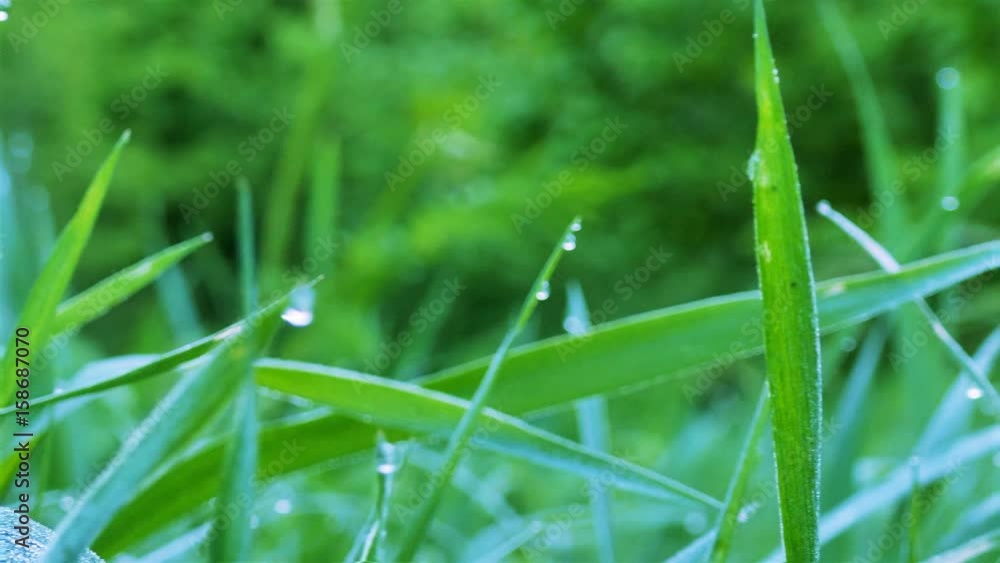 4K .Green grass with sunshine beams. Real time steady shot, animal view. Lateral movement.
4K .Green grass with sunshine beams. Real time steady shot, animal view. Lateral movement.
