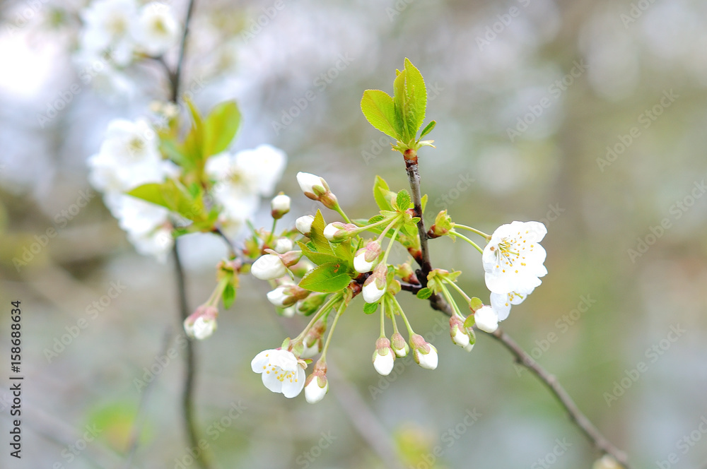 Cherry blossoms with nice background color Cherry blossoms with nice background color