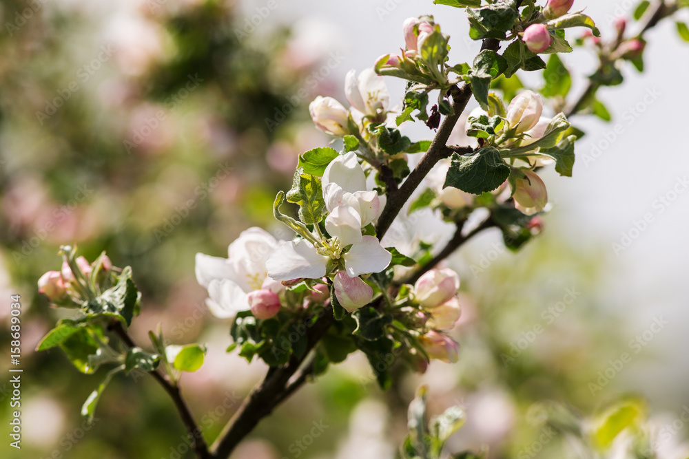 blossoming apple tree closeup blossoming apple tree closeup