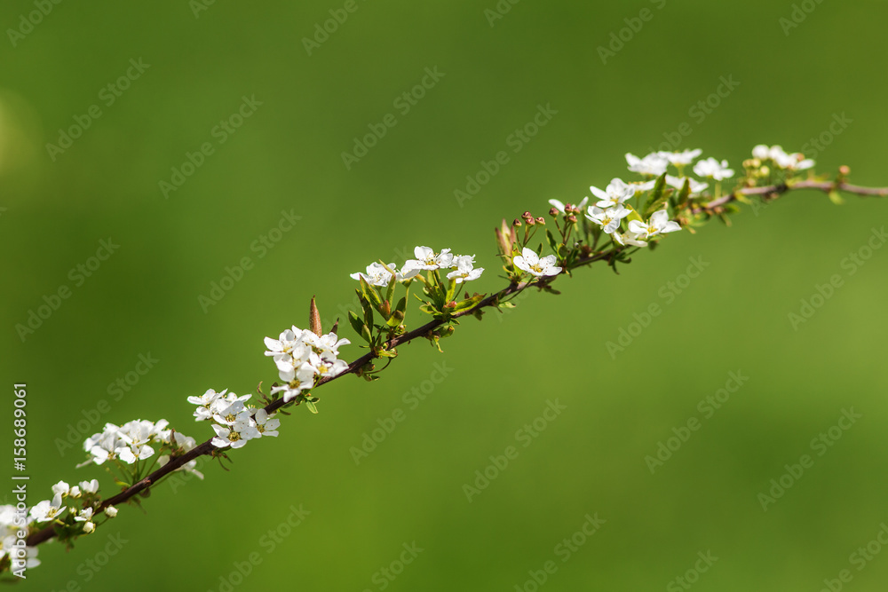 Flowering spiraea branch Flowering spiraea branch