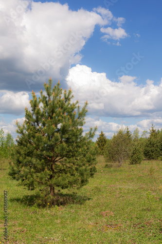 Spring landscape with a pine