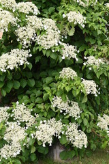 Leinwandbilder Hortensie Kletterhortensie im sommerlichen Garten  © salita2010