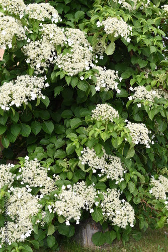 Fototapeta Naklejka Na Ścianę i Meble -  Climbing hydrangea in the garden
