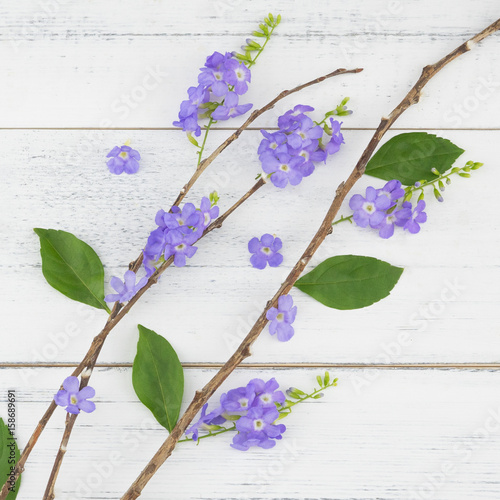 Purple flowers with branch and green leaves on white wood background