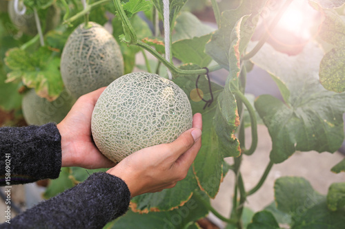 Woman hand holding melon in greenhouse melon farm. photo