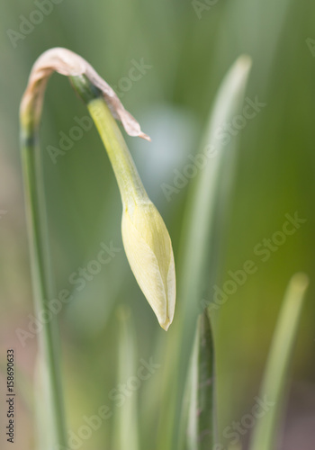 Fototapeta Naklejka Na Ścianę i Meble -  Narcissus bud