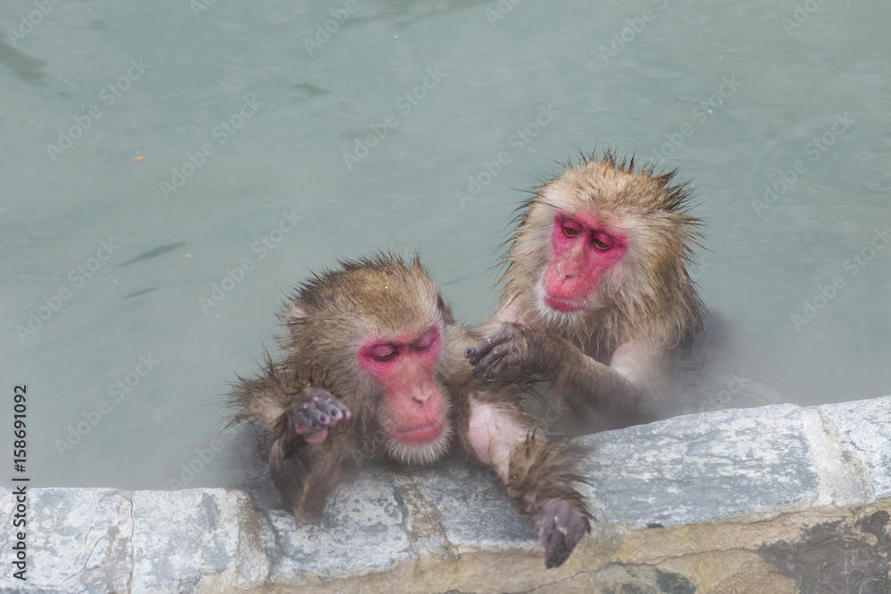 Fototapeta premium 温泉に浸かる猿