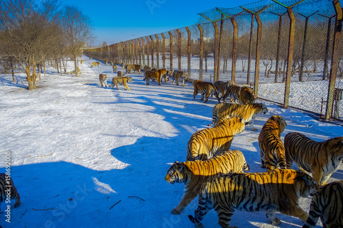 Siberian Tiger Park in Harbin, China photo