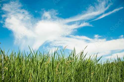 Spring nature background with grass and blue sky in the back