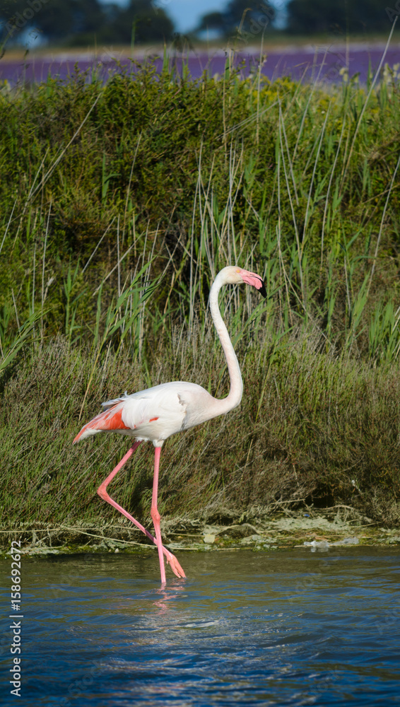 Rose flamingo in swamp during a sunny day