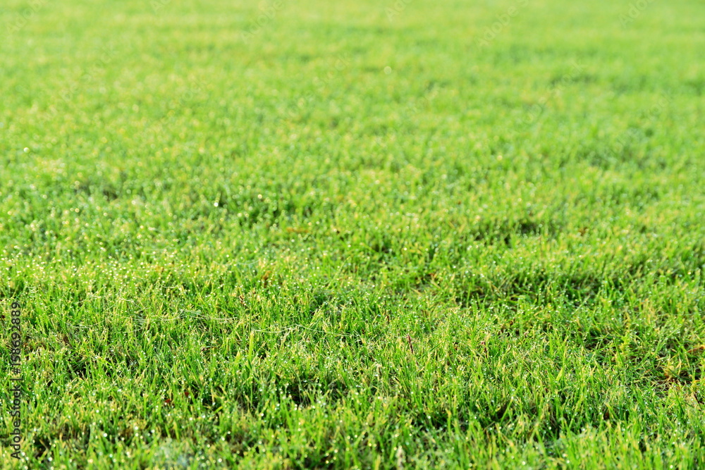 lawn ground lawn ground