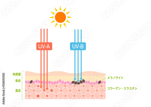 紫外線UV-AとUV-Bの皮膚細胞へのダメージとしみの元メラニン生成の仕組み