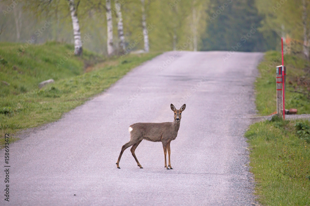 Roe deer (Capreolus capreolus)