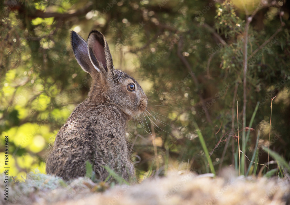 Fototapeta premium European hare (Lepus europaeus), also known as the brown hare.