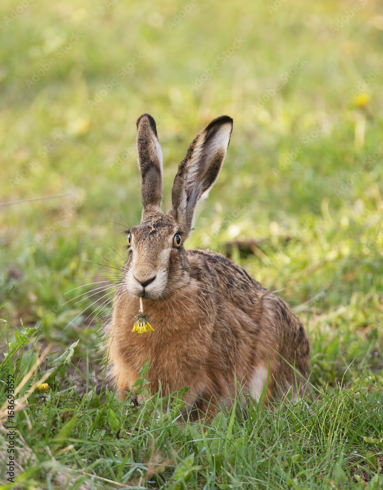 Fototapeta premium Zając zjada kwiat.