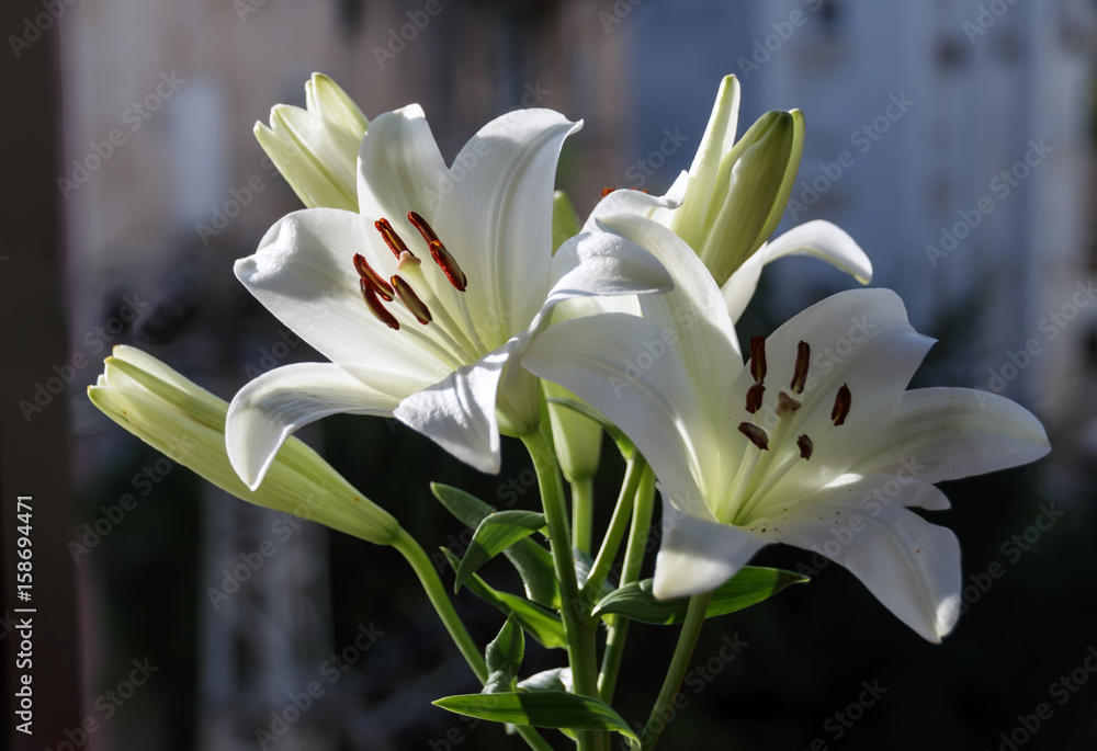 Madonna Lilly flower, Stargazer lilly, white Lilly flower