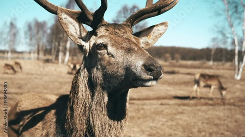 Herd of brown deer graze on autumn meadow. Beautiful animal standing in front of camera and chewing, eating grass.