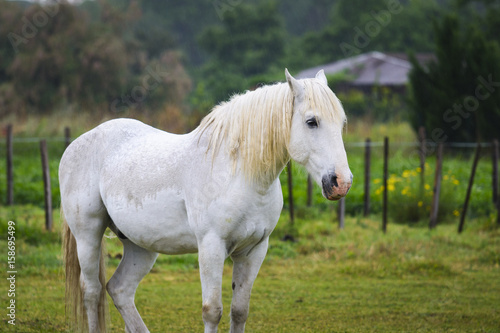 White horse of Camargue