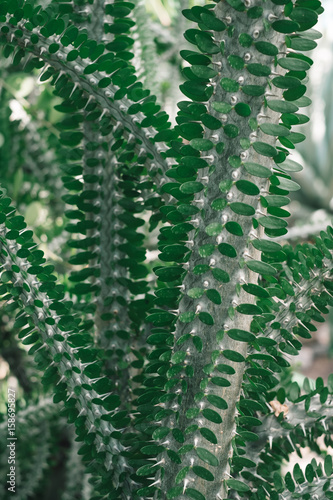 Green cactus plant