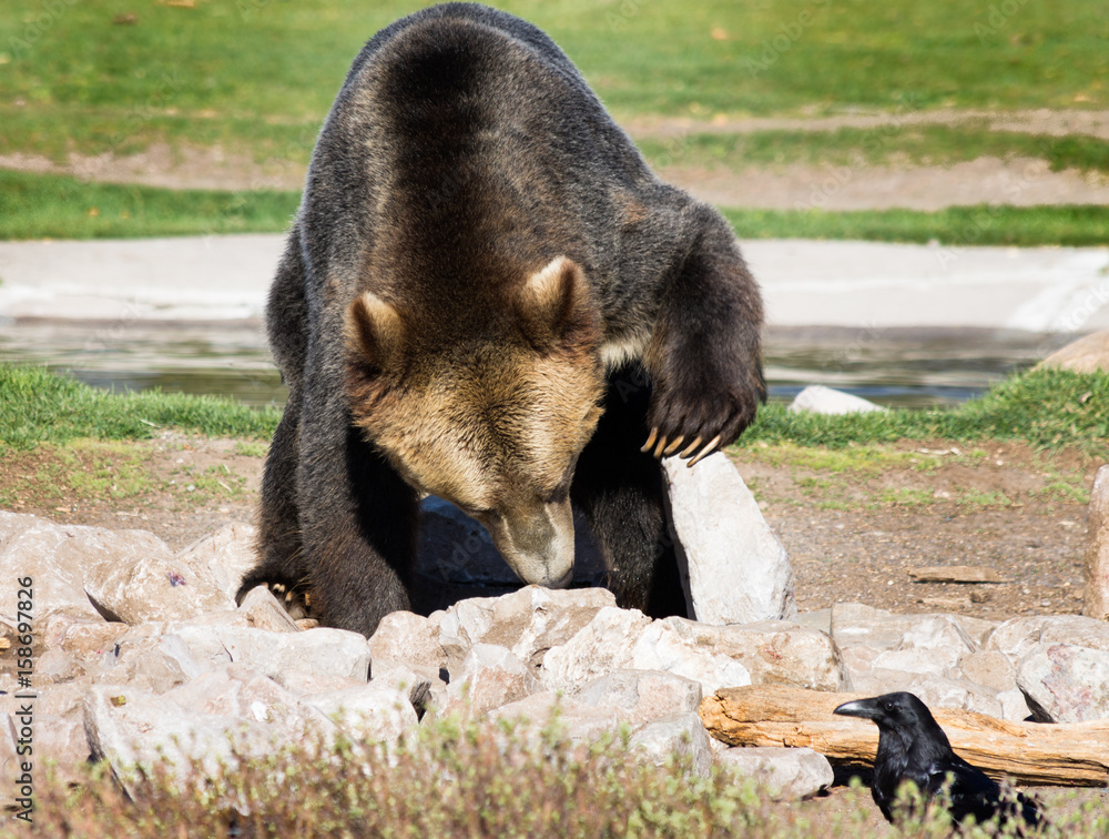 Φωτογραφία Close Up of Grizzly with Raised Paw searching for food under boulders