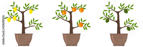 Citrus Trees