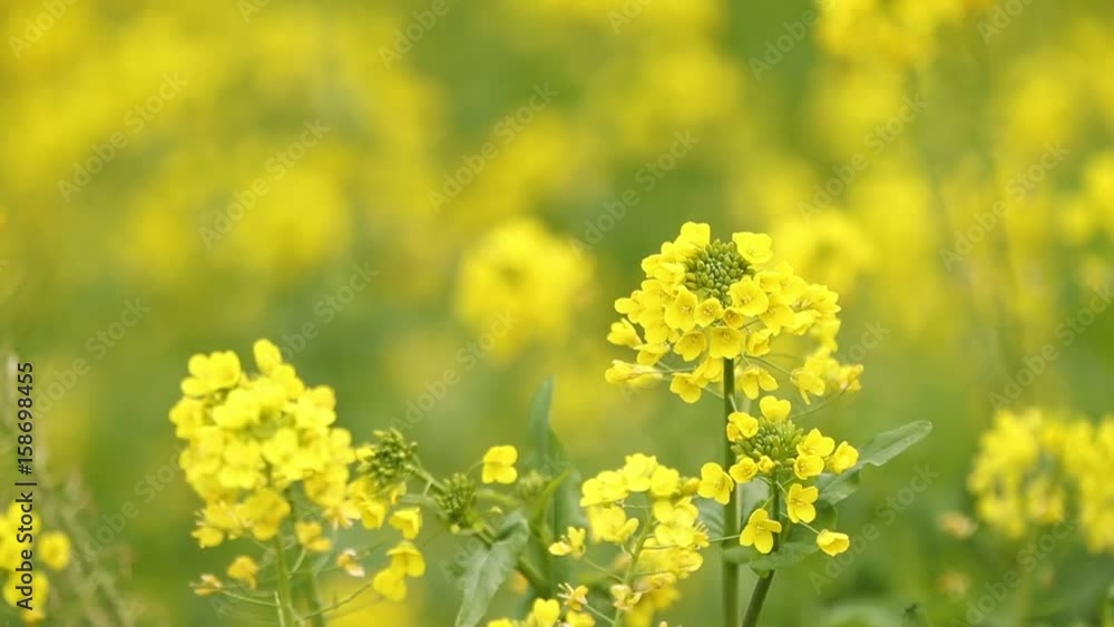 菜の花畑(愛媛県伊予市双海) 菜の花畑(愛媛県伊予市双海)