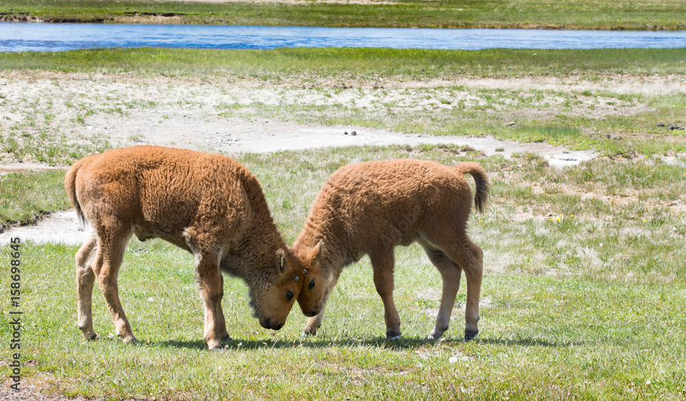 Two young bison head butting each other in a grassy field with a stream in the background. The buffalo calves were photographed in Yellowstone National Park, Wyoming. Two young bison head butting each other in a grassy field with a stream in the background. The buffalo calves were photographed in Yellowstone National Park, Wyoming.