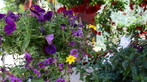 Wallpaper Mural Blooming purple petunias in the hanging pot and petunias on the ground Torontodigital.ca