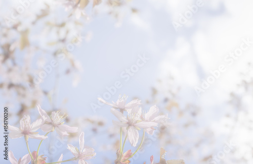 Cherry Tree Background © ansaharju