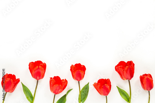 Spring flowers. Composition with red tulip flowers on white background. Flat lay, top view, copy space.