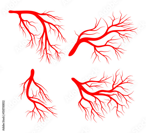 human vein set vector symbol icon design.