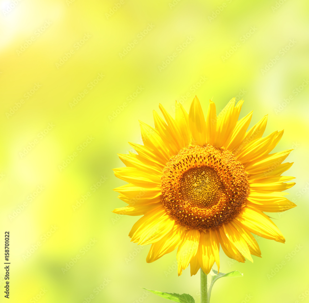 Sunflower on blurred sunny background Sunflower on blurred sunny background