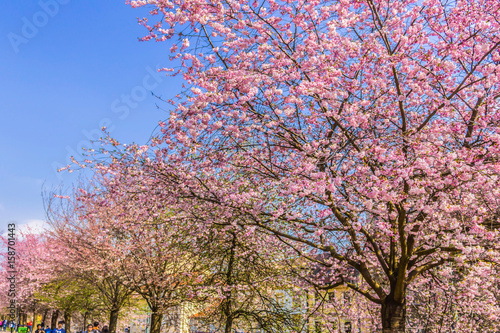 The cherry blossoms on the streets of Prague in early spring. The Old town district. Prague , Czech Republic.