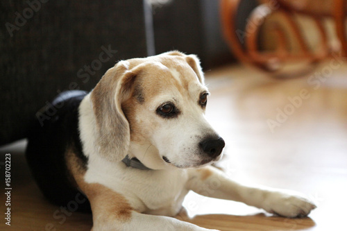 Beautiful beagle dog