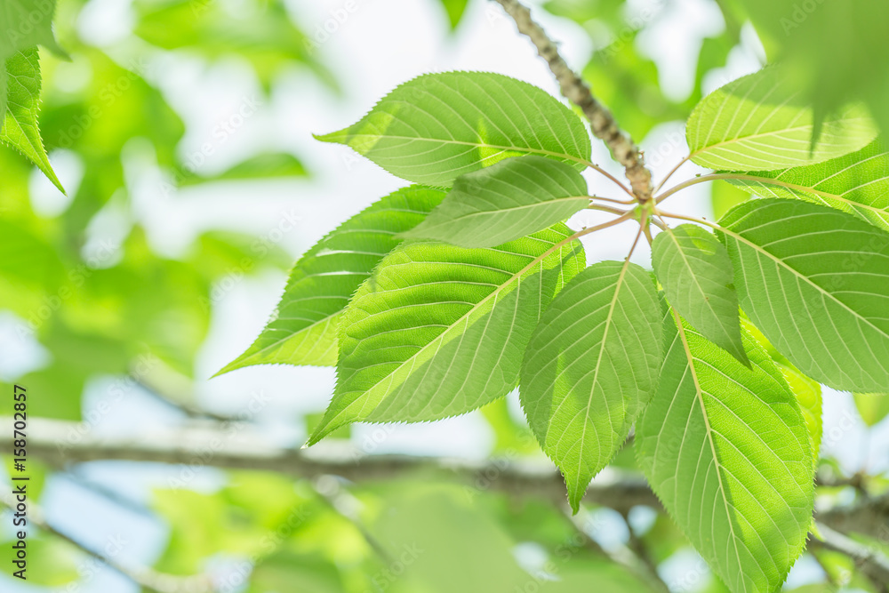 Obraz premium 新緑