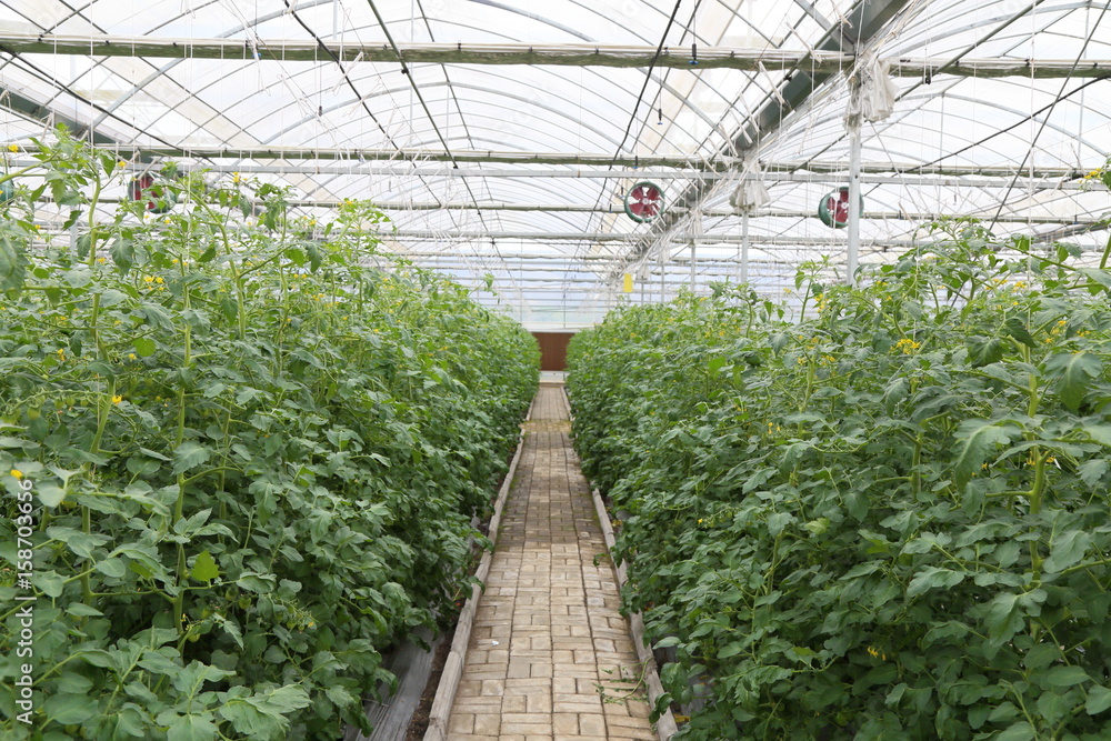 Greenhouse Agriculture	