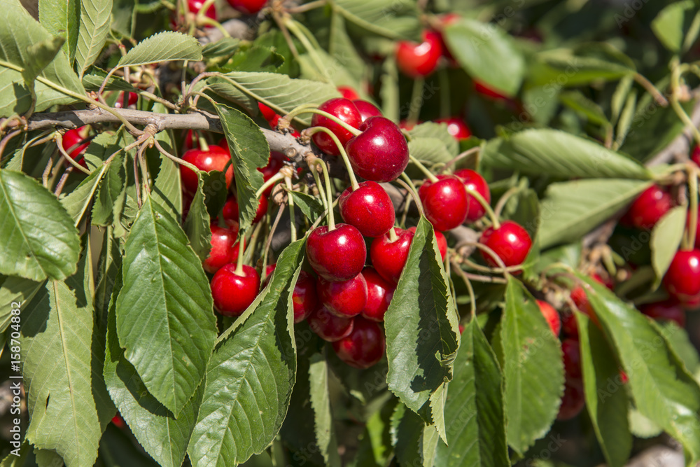 Cherries hanging cherry tree Cherries hanging cherry tree