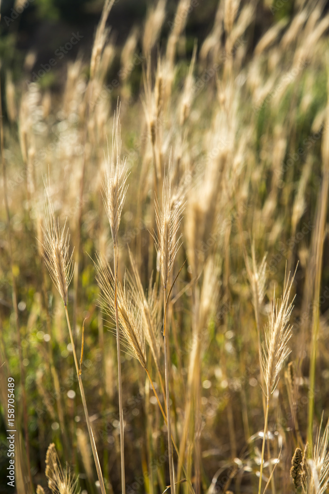 Golden wheat background Golden wheat background