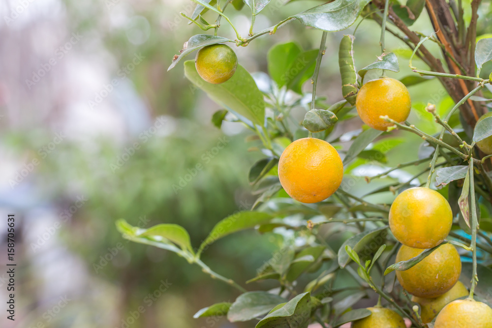 orange fruit on branch