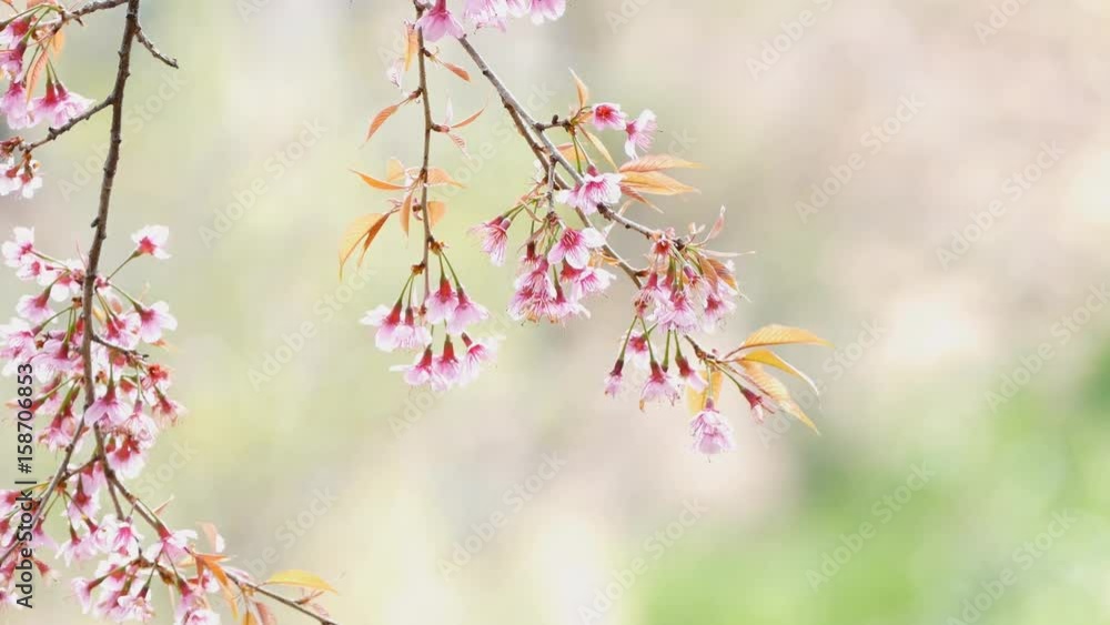 Wild Himalayan Cherry flower or Sakura Flower thailand Wild Himalayan Cherry flower or Sakura Flower thailand