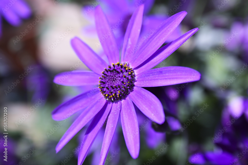 Fototapeta premium Lila Blume in der Sonne