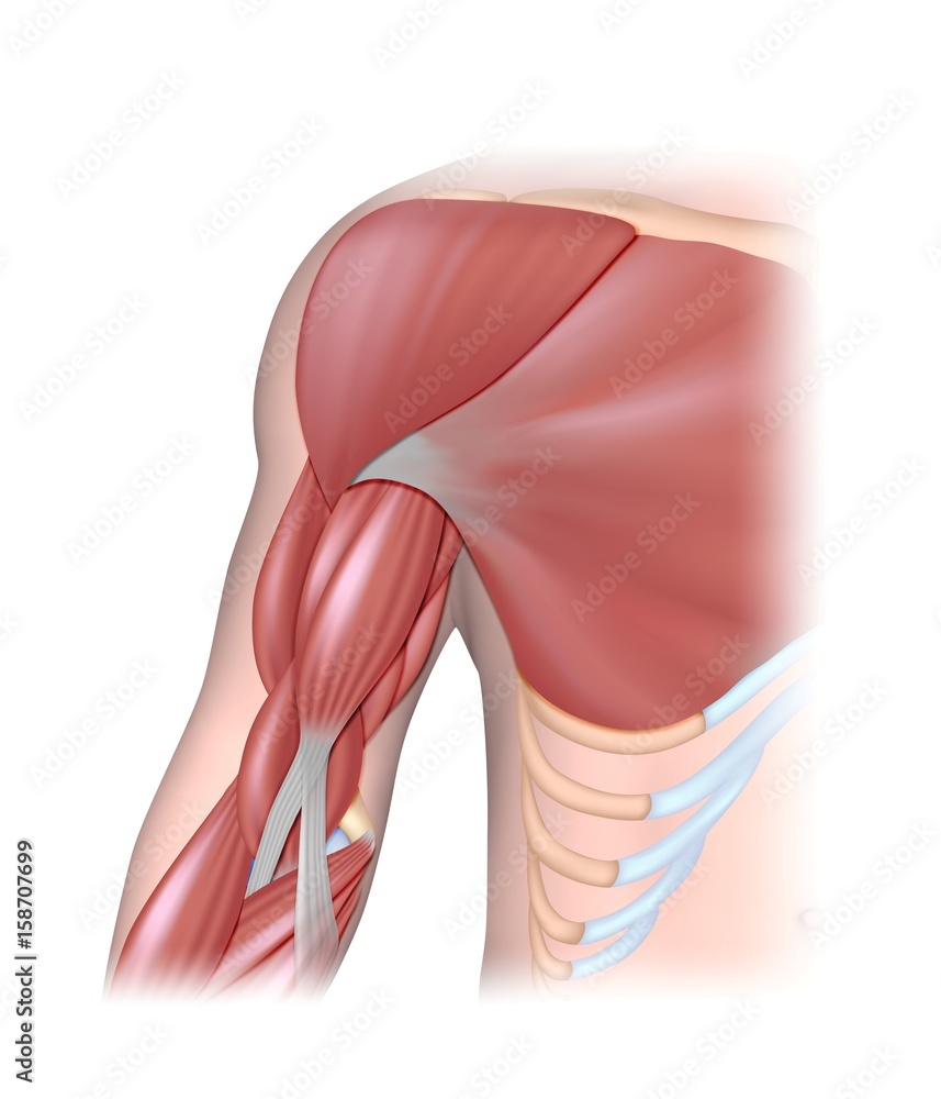 Arm muscles anterior compartment Stock Illustration | Adobe Stock