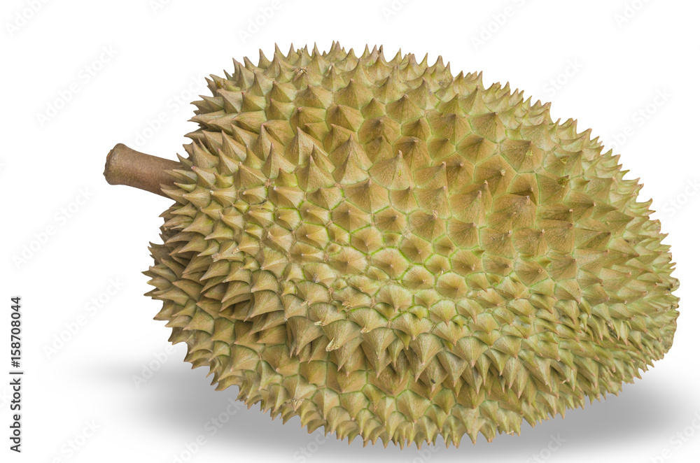 durian mon thong is king of fruits durian on white background,close up durian mon thong is king of fruits durian on white background,close up