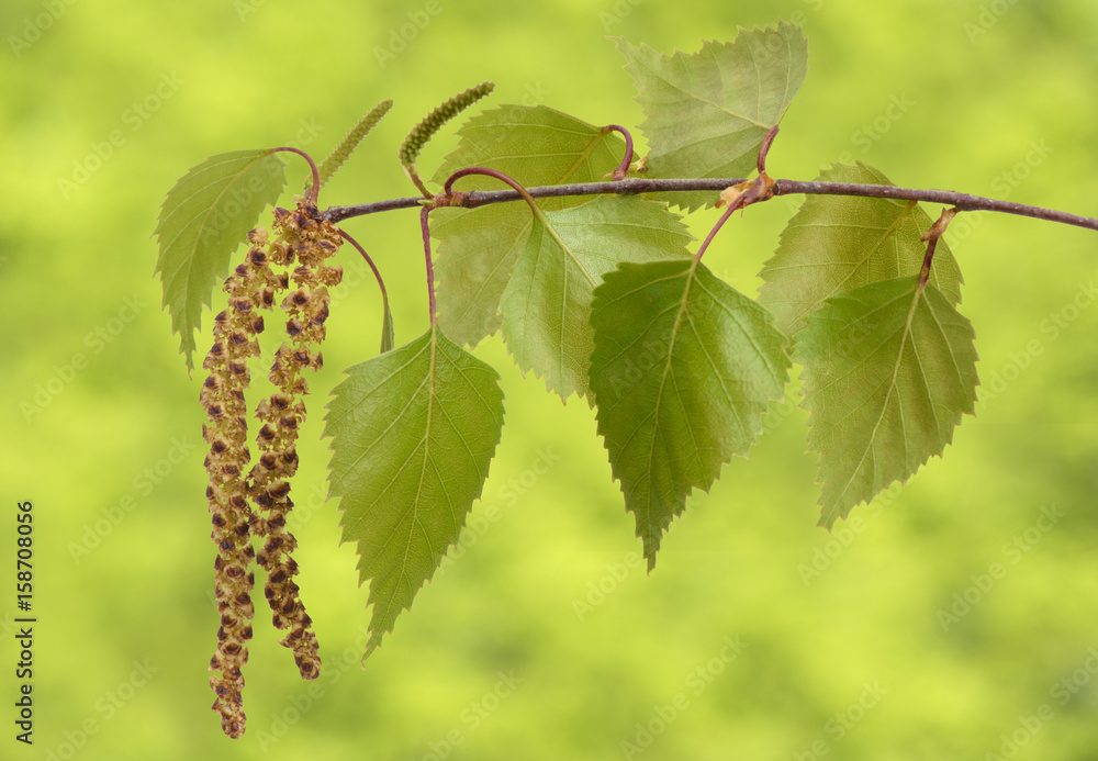 Obraz premium Brzoza pyłek na gałęzi brzozy