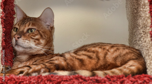 Obraz na plátně Beautiful breed toyger cat lying.