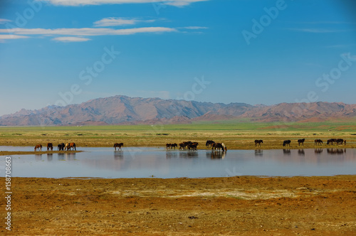 Herd horses on watering pla...